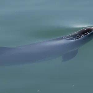 Bruinvis aan het wateroppervlak