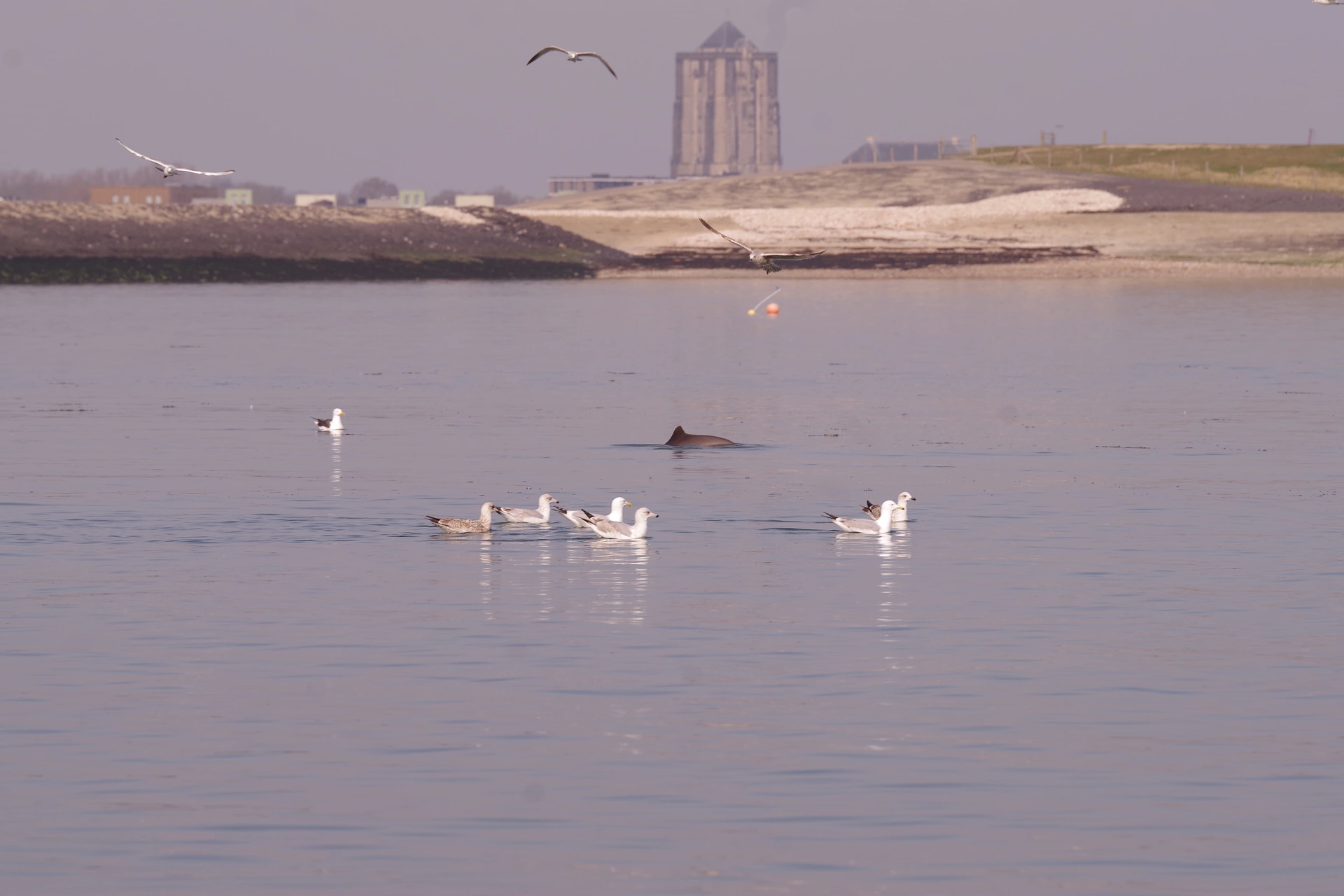 Bruinvis voor de haven van Zierikzee met de Nieuwe Kerk op de achtergrond