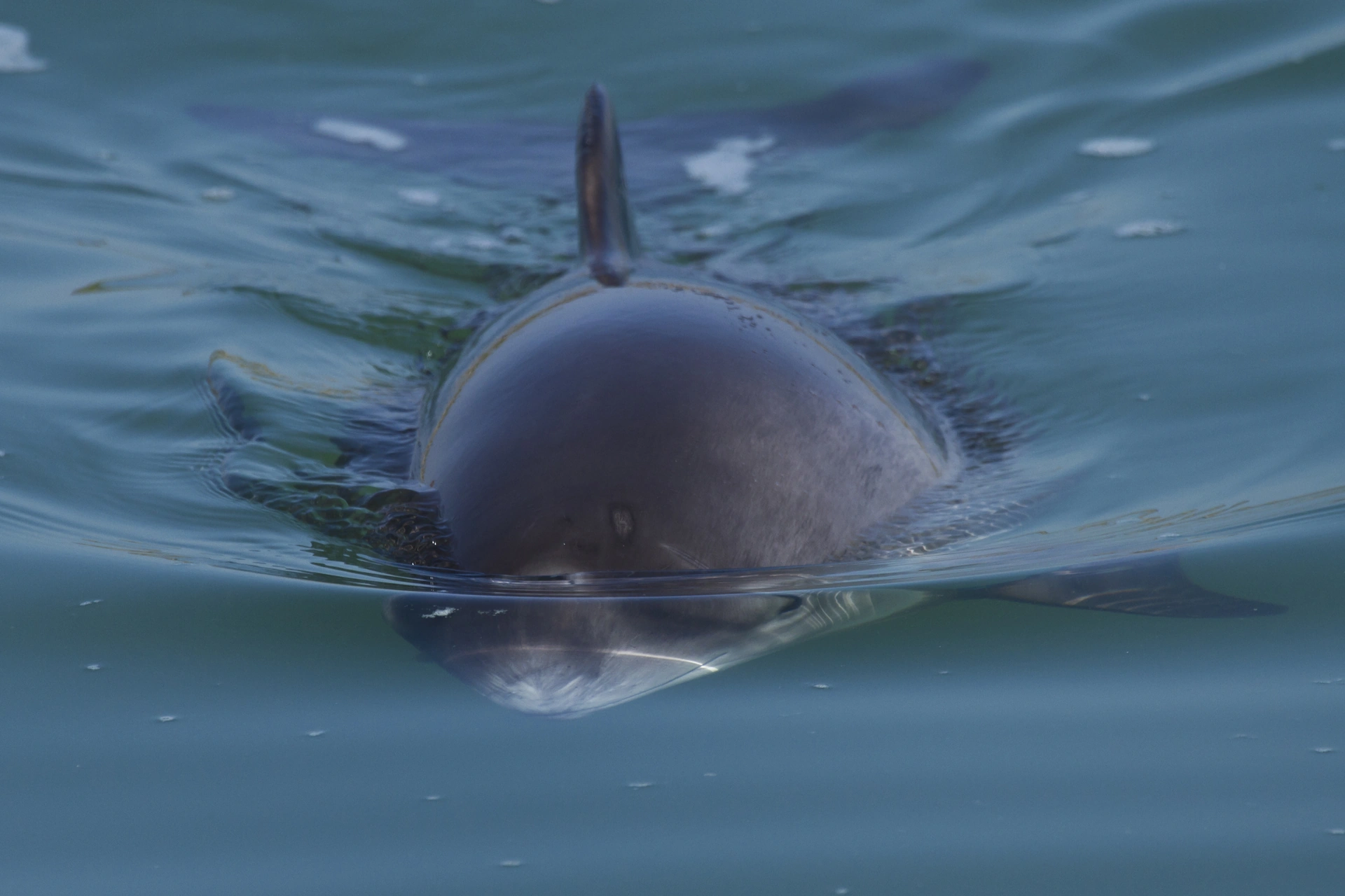Bruinvis in de Oosterschelde, 2014