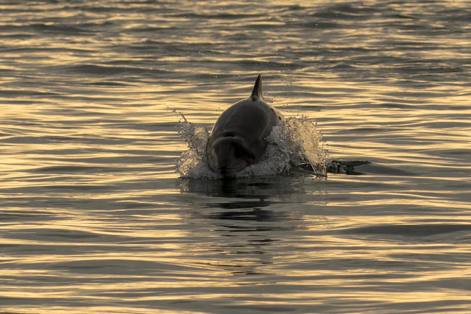 Bruinvis in de Oosterschelde, 2024