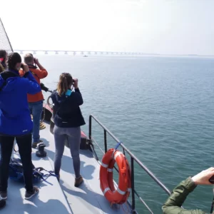 Bruinvis aan het oppervlak in de Oosterschelde