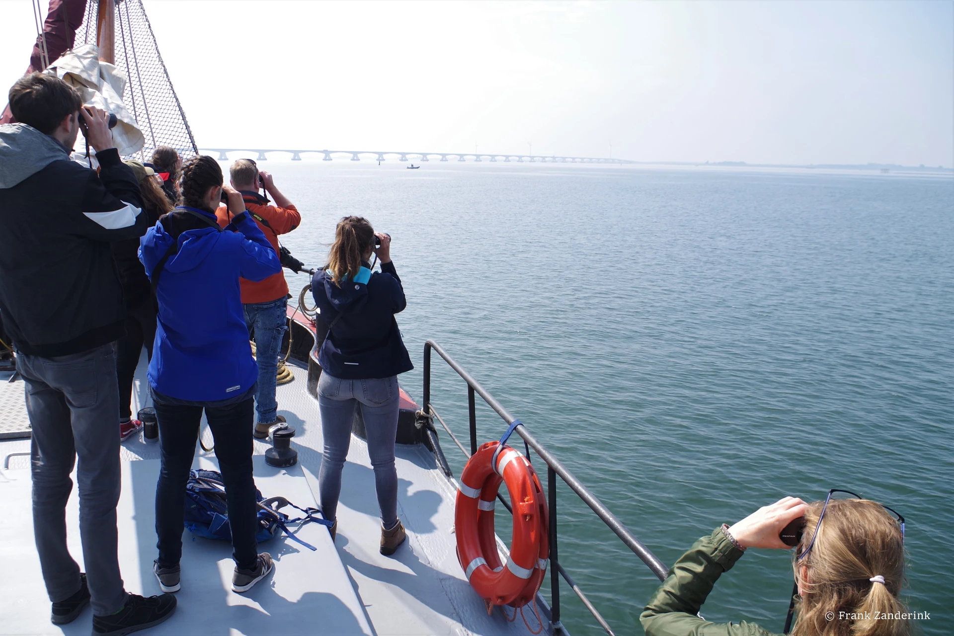 Bruinvis aan het oppervlak in de Oosterschelde