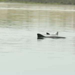 Bruinviskalf draait met de buik naar boven